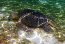 Ivan, male green turtle Adult male green sea turtle with long tail eating seagrass. Image.