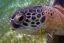 Ivan, male green turtle Green sea turtle eating sea grass, closeup. Image.