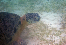 Ivan, male green turtle Right profile of green turtle GR514, Ivan, on seagrassbed, Lhaviyani Atoll, Maldives. Image.