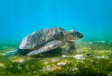 Ivan, male green turtle Adult male green sea turtle on sea grass meadow. Image.