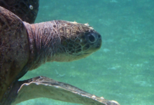Naoko, female green turtle GR73 Naoko, green turtle swimming with three barnacles on the head. Image.