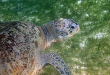 Naoko, female green turtle GR73 Naoko, green turtle swimming over seagrass with one barnacle on the head. Image.