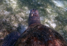 Naoko, female green turtle GR73 Naoko, green turtle swimming over seagrass with one barnacle on the head seen from above. Image.
