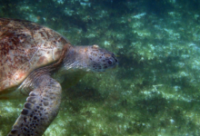 Naoko, female green turtle GR73 Naoko, green turtle swimming over seagrass with one barnacle on the head, right profile. Image.