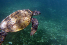 Naoko, female green turtle GR73 Naoko, green turtle swimming over seagrass. Image.