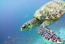 Enzo, female hawksbill Hawksbill turtle swimming in the blue surrounded by small orange fish. Image.