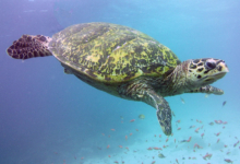 Enzo, female hawksbill Hawksbill turtle swimming in the blue surrounded by small orange fish. Image.