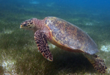 Enzo, female hawksbill Hawksbill turtle swimming over seagrass meadows. Image.