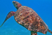 Enzo, female hawksbill Hawksbill turtle swimming in the blue. Image.