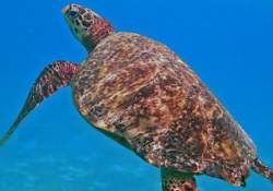 Enzo, female hawksbill Hawksbill turtle swimming in the blue. Image.