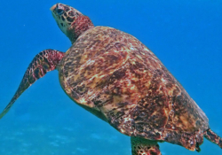 Enzo, female hawksbill Hawksbill turtle swimming in the blue. Image.