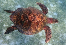 Enzo, female hawksbill Hawksbill turtle swimming over seagrass meadows. Full shell. Image.