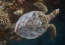 Clara, juvenile hawksbill Juvenile hawksbill full body/shell seen from above. Image.