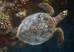 Clara, juvenile hawksbill Juvenile hawksbill full body/shell seen from above. Image.