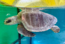 Handhu Turtle patient Handhu in the tank at the Rescue Centre. Image.