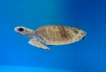 Handhu Turtle patient Handhu swimming in the blue. Image.