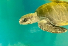 Handhu Turtle Patient Handhu in her tank at the Rescue Centre. Image.