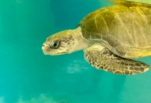 Handhu Turtle Patient Handhu in her tank at the Rescue Centre. Image.