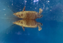 Handhu Turtle patient Handhu and a full body reflection. Image.