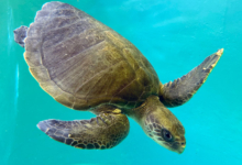Handhu Turtle patient Handhu diving in the tank at the Rescue Centre. Image.