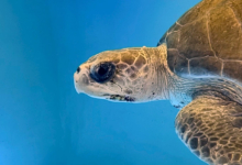 Handhu Turtle patient Handhu in the tank at the rescue centre, left profile. Image.