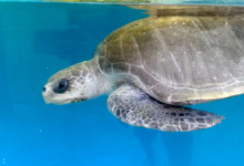 Handhu Turtle patient Handhu in the tank at the rescue centre, left profile. Image.