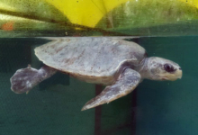 Zeliya Turtle patient Zeliya in the tank at the Rescue Centre, left side. Image.