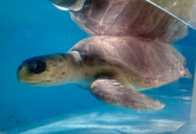 Handhu Turtle patient Handhu near the bottom of the tank at the Rescue Centre. Image.