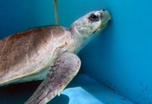 Handhu Turtle patient Handhu hugging the wall of the tank at the Rescue Centre. Image.