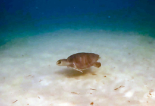 Turtle patient Zeliya back in the ocean after being released Turtle patient Zeliya back in the ocean after being released. Image.