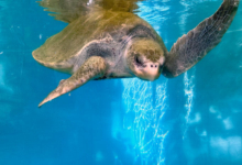Zeliya Turtle patient Nakaiy in the tank at the Rescue Centre before her release. Image.