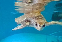 Zeliya Turtle patient Zeliya in the tank at the Rescue Centre. Image.