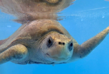 Zeliya, Released Turtle patient Zeliya smiling at the camera. Image.