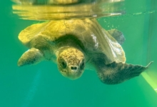 Zeliya Turtle Patient Zeliya in her tank looking at the camera.