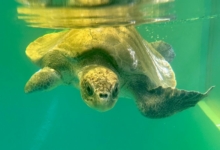 Zeliya Turtle Patient Zeliya in her tank looking at the camera.