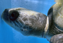 Zeliya Turtle patient Zeliya in the tank at the rescue centre, left profile with visible ligature mark on her neck. Image.