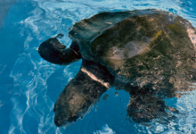 Zeliya Turtle patient Zeliya in the tank at the rescue centre with visible ligature mark on her neck. Image.
