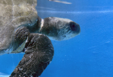 Zeliya Turtle patient Zeliya in the tank at the rescue centre, right profile with visible ligature mark on her neck. Image.