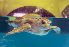 Zeliya Turtle patient Zeliya floating in her thank at the Rescue Centre. Image.