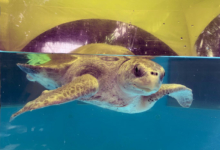 Zeliya Turtle patient Zeliya floating in her thank at the Rescue Centre. Image.