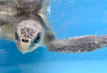 Zeliya Turtle patient Zeliya in the tank at the rescue centre, facing the camera. Image.
