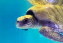 Zeliya Turtle patient Zeliya in the tank at the Rescue Centre. Image.