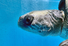 Zeliya Turtle patient Zeliya in the tank at the rescue centre, left profile. Image.