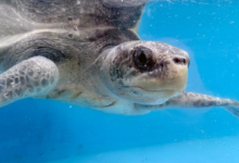 Zeliya Turtle patient Zeliya in the tank at the rescue centre. Image.