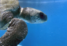 Zeliya Turtle patient Zeliya in the tank at the rescue centre, right profile with visible ligature mark on her neck. Image.