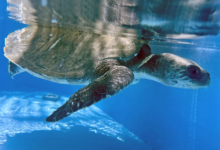Zeliya Turtle patient Zeliya in the tank at the rescue centre with visible ligature mark on her neck. Image.