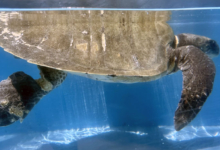 Zeliya Turtle patient Zeliya in the tank at the rescue centre with visible ligature mark on her right flipper. Image.
