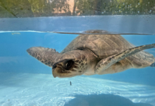 Handhu, Released Turtle patient Handhu recovering in the tank at the Rescue Centre. Image.