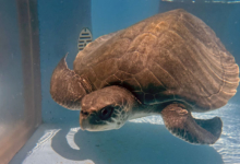 Handhu Turtle patient Handhu recovering in the tank at the Rescue Centre. Image.