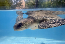 Handhu Turtle patient Handhu recovering in the tank at the Rescue Centre. Image.